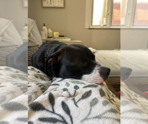 Medium Photo #4 Mutt Puppy For Sale in Springdale, PA, USA