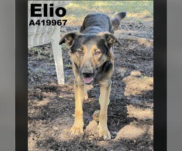 Medium Photo #2 German Shepherd Dog-Unknown Mix Puppy For Sale in Conroe, TX, USA