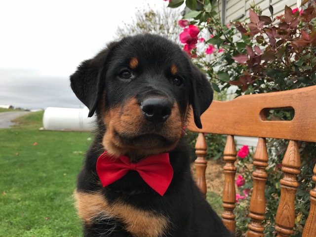 View Ad: Rottweiler Puppy for Sale near In Finland
