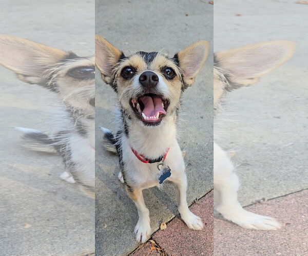 Medium Photo #1 Chihuahua-Unknown Mix Puppy For Sale in Denver , CO, USA