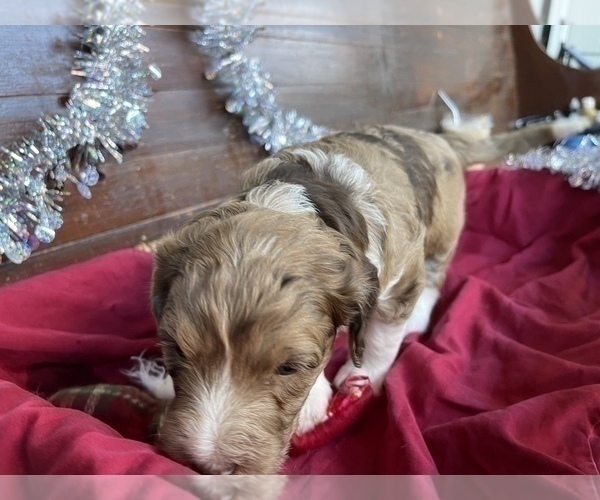 Medium Photo #10 F2 Aussiedoodle Puppy For Sale in CHAPEL HILL, NC, USA