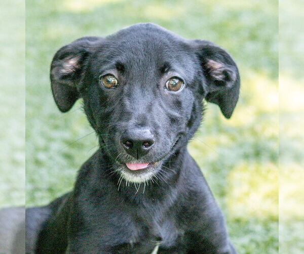 Medium Photo #2 Labrador Retriever-Unknown Mix Puppy For Sale in Hilton Head, SC, USA