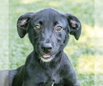 Small #1 Labrador Retriever Mix