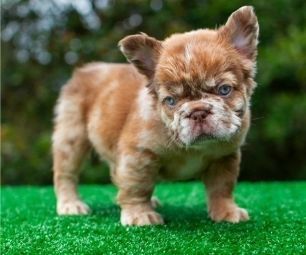 Medium Photo #2 French Bulldog Puppy For Sale in SEATTLE, WA, USA