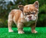 Small #1 French Bulldog