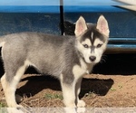 Puppy 6 Siberian Husky