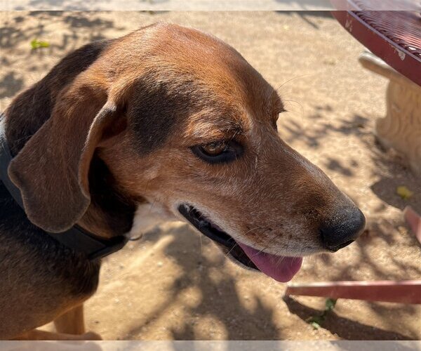 Medium Photo #2 Coonhound-Treeing Walker Coonhound Mix Puppy For Sale in Apple Valley, CA, USA