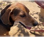 Small #1 Coonhound-Treeing Walker Coonhound Mix
