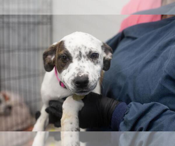 Medium Photo #1 Catahoula Leopard Dog-Unknown Mix Puppy For Sale in Mountain Home, AR, USA