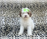 Small #5 Poodle (Miniature)