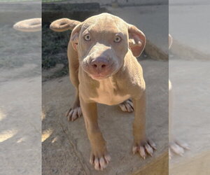 261515  Shelby - Female Bulldog-Unknown Mix Dog for Adoption - Photo #3