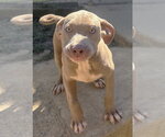 Small Photo #3 Bulldog-Unknown Mix Puppy For Sale in Wetumpka, AL, USA
