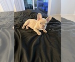Small #24 French Bulldog