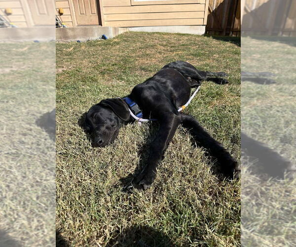 Medium Photo #1 Great Dane Puppy For Sale in Bullard, TX, USA