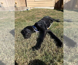 Great Dane Dogs for adoption in Bullard, TX, USA