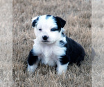 Small Photo #2 Miniature Australian Shepherd Puppy For Sale in WITTMANN, AZ, USA