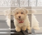 Small Photo #7 Havanese Puppy For Sale in DURHAM, CT, USA