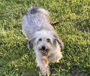 Schnoodle (Miniature) Puppy for sale in ROMULUS, MI, USA