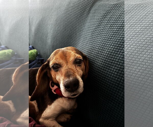 Medium Photo #4 Beagle Puppy For Sale in Tampa, FL, USA