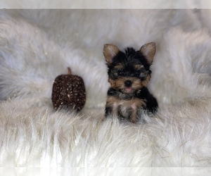 Yorkshire Terrier Puppy for sale in HAYWARD, CA, USA