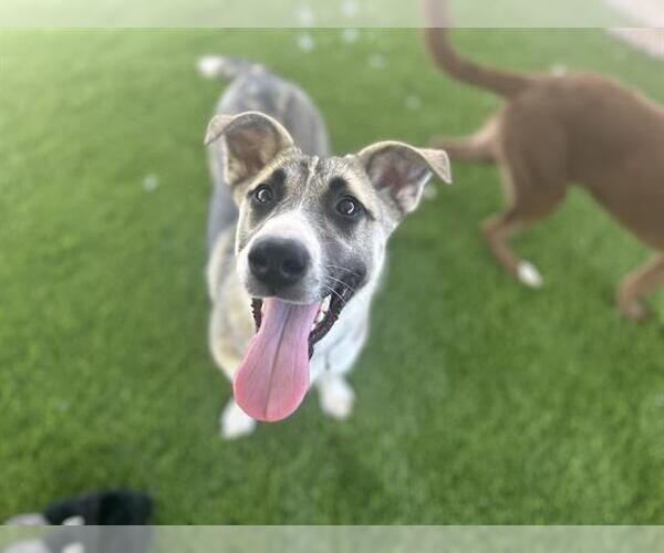 Medium Photo #2 German Shepherd Dog-Siberian Husky Mix Puppy For Sale in Chula Vista, CA, USA