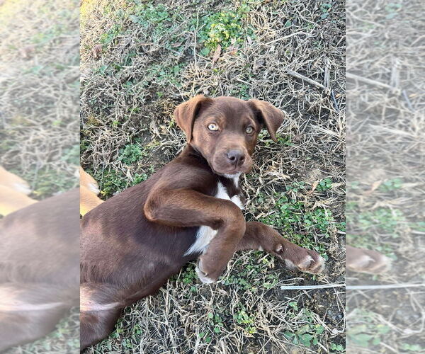 Medium Photo #1 Pointer-Unknown Mix Puppy For Sale in Aurora, IN, USA