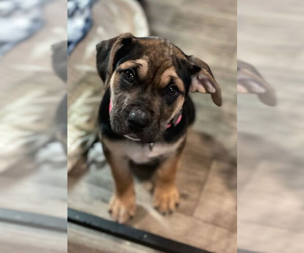 Medium Photo #2 Mutt Puppy For Sale in Duluth, MN, USA