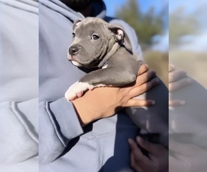 American Pit Bull Terrier Puppy for sale in LEOMINSTER, MA, USA