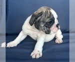 Small Photo #102 English Bulldog Puppy For Sale in WEEKI WACHEE, FL, USA