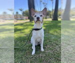 Small #3 Rat Terrier Mix