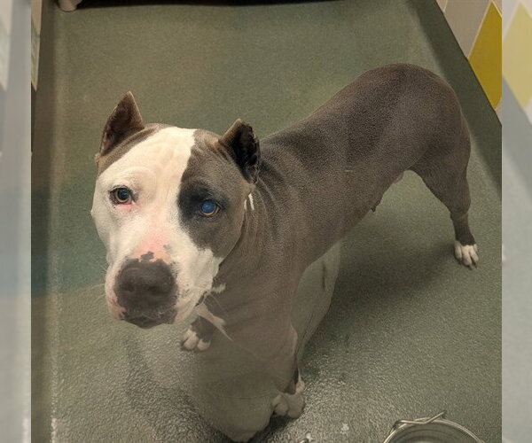 Medium Photo #1 Mutt Puppy For Sale in Plano, TX, USA