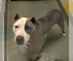 Mutt Dogs for adoption in Plano, TX, USA