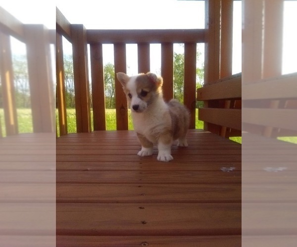 Medium Photo #3 Pembroke Welsh Corgi Puppy For Sale in HOLMESVILLE, OH, USA