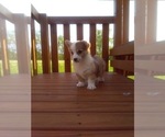 Small #2 Pembroke Welsh Corgi