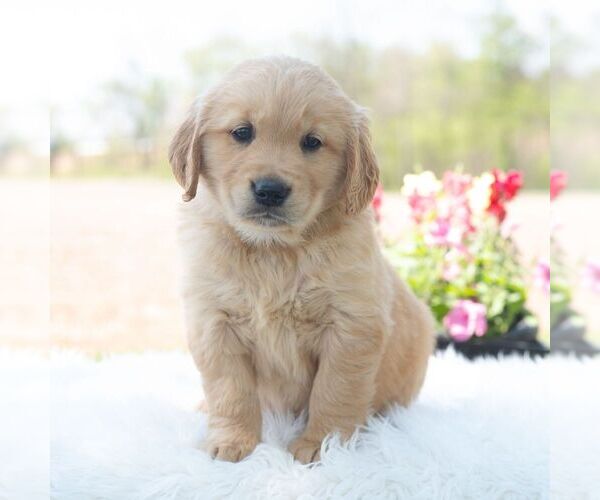 Medium Photo #4 Golden Retriever Puppy For Sale in NEWPORT, PA, USA