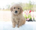 Small #3 Golden Retriever