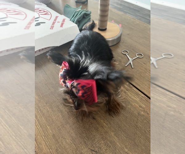 Medium Photo #7 Yorkshire Terrier Puppy For Sale in E FAYETTEVLLE, NC, USA
