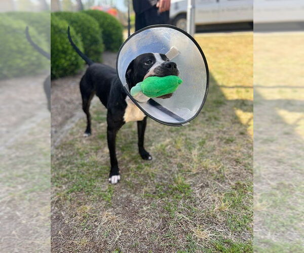 Medium Photo #4 Labrador Retriever-Unknown Mix Puppy For Sale in Orangeburg, SC, USA