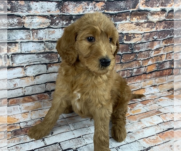 Medium Photo #1 Labradoodle Puppy For Sale in SHELL KNOB, MO, USA