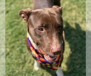 Medium American Pit Bull Terrier Mix
