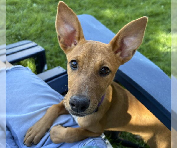 Medium Photo #10 Mutt Puppy For Sale in Sandy, UT, USA
