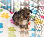 Small #9 Yorkipoo