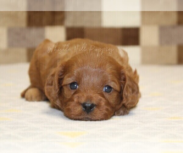 Medium Photo #6 Cavapoo (Miniature) Puppy For Sale in DENVER, PA, USA