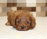Small #5 Cavapoo (Miniature)