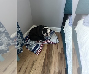 English Bulldog Puppy for sale in NEWTON, NJ, USA