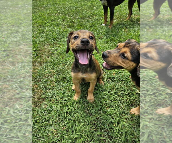 Medium Photo #3 Mutt Puppy For Sale in Springdale, PA, USA
