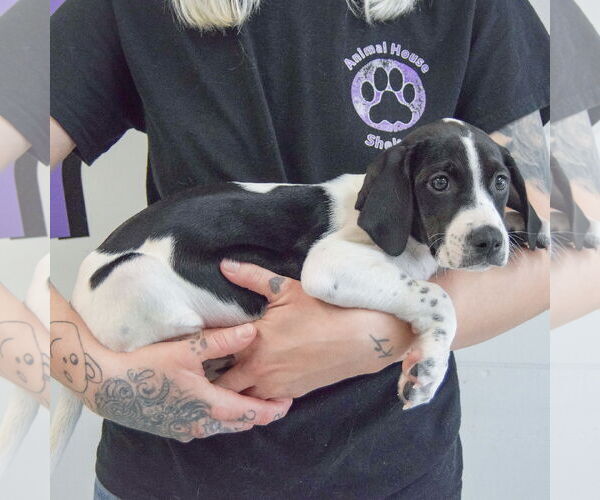 Medium Photo #2 Beagle-Brittany Mix Puppy For Sale in Huntley, IL, USA