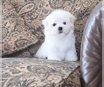 Puppy Milo Maltese