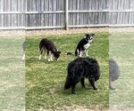 Small Photo #11 Border Collie Puppy For Sale in Highland, IL, USA