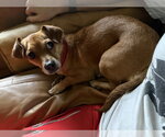 Small #4 Chihuahua
